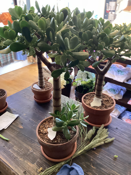Plant - Jade